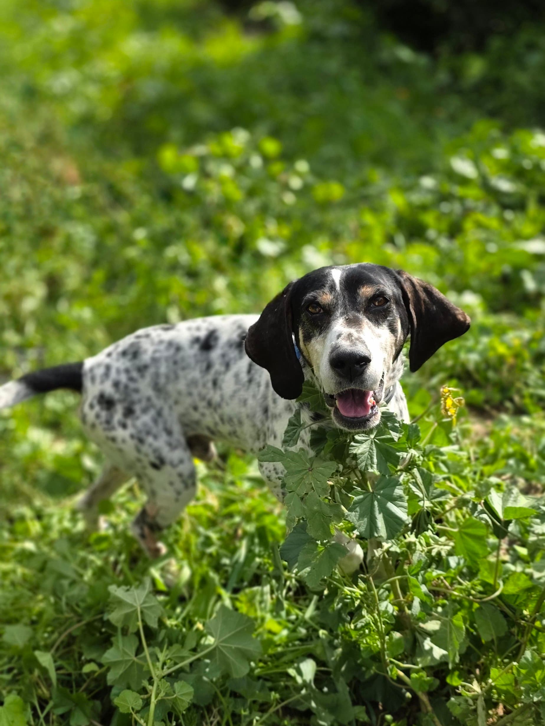 Dixie