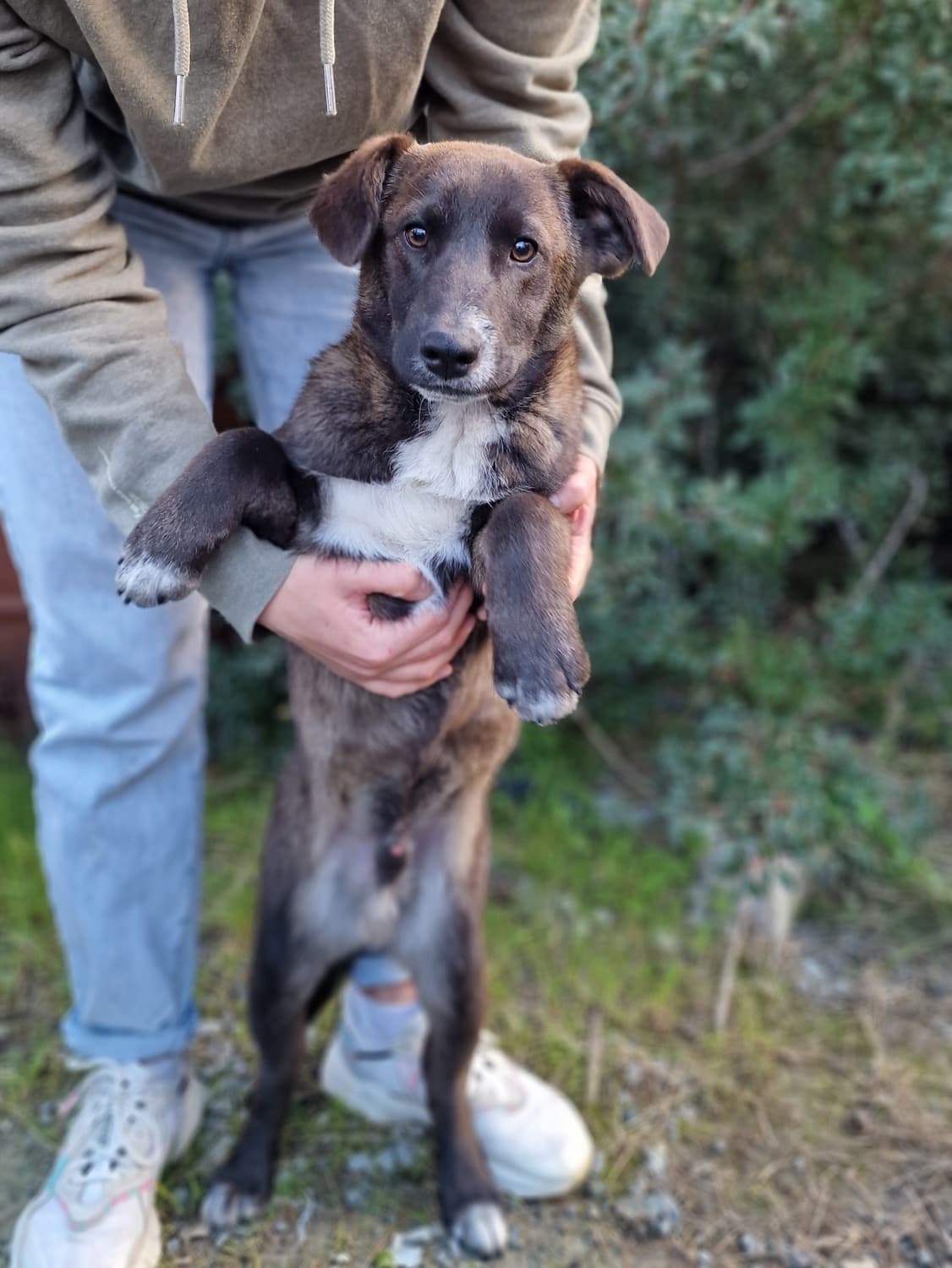 Loki