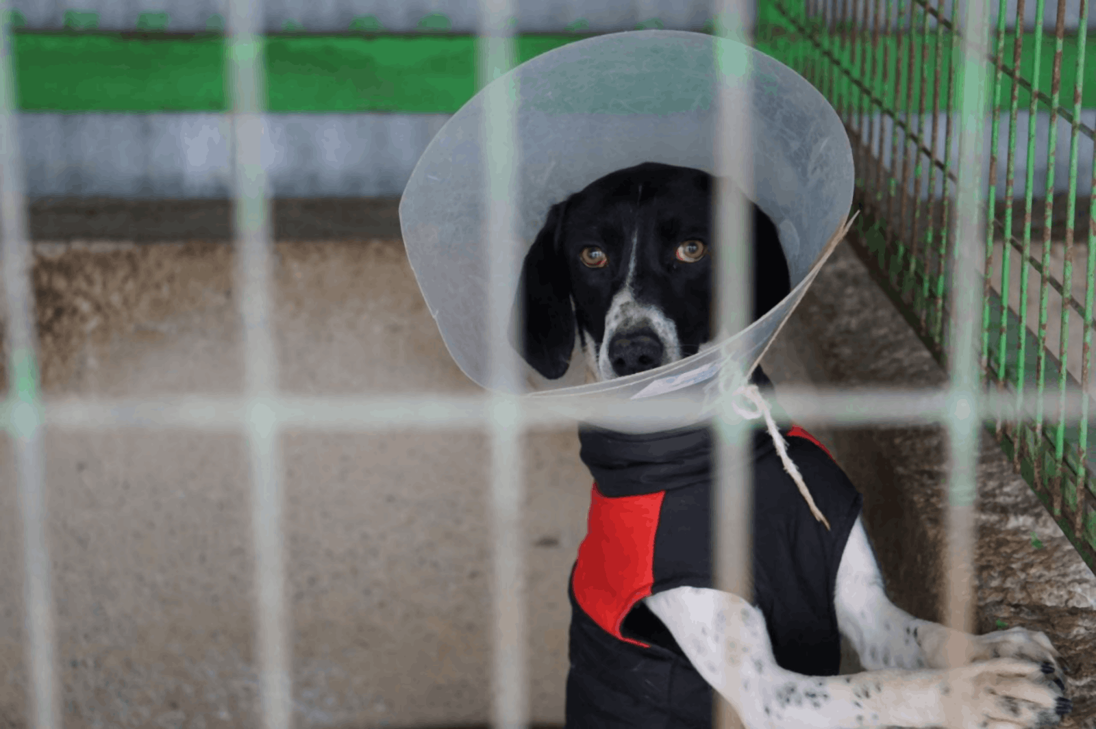 A rescued dog in a recovery cone, waiting in a shelter kennel