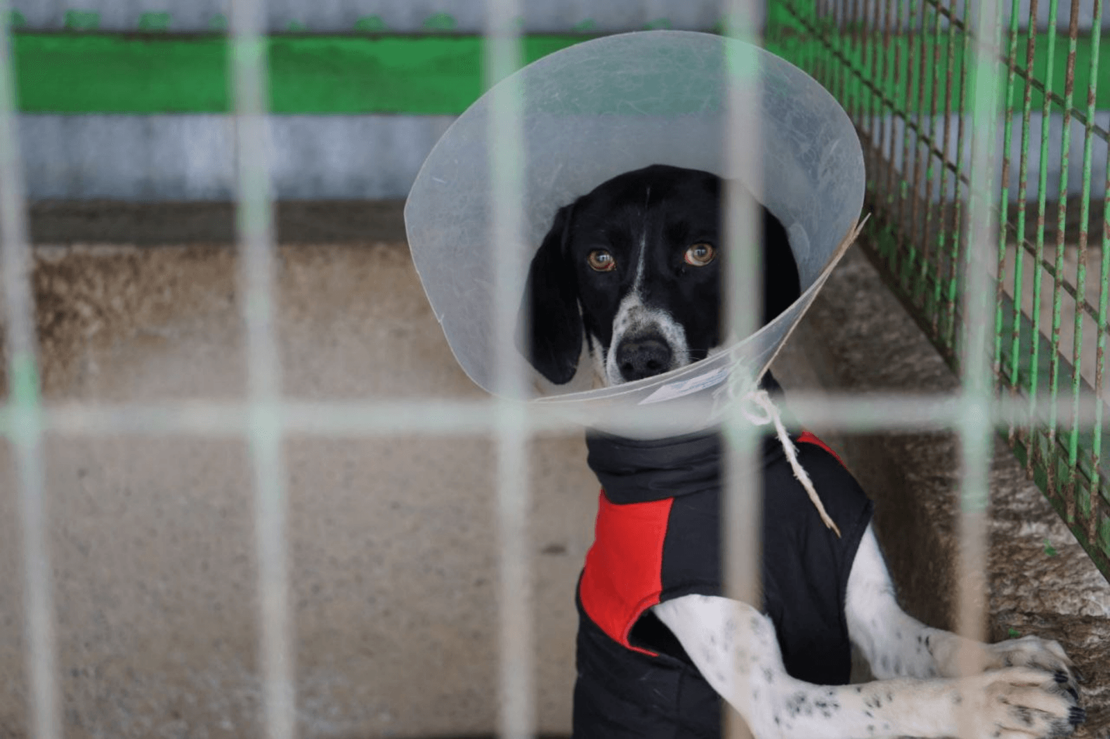 A rescued dog in a recovery cone, waiting in a shelter kennel