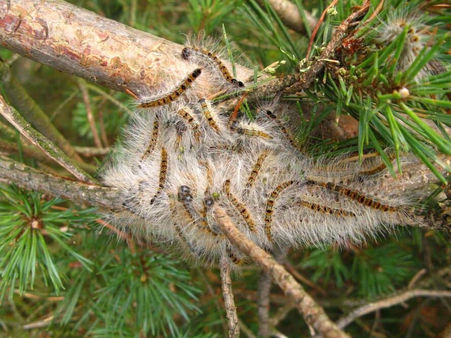 Beware of dangerous caterpillars for your pets