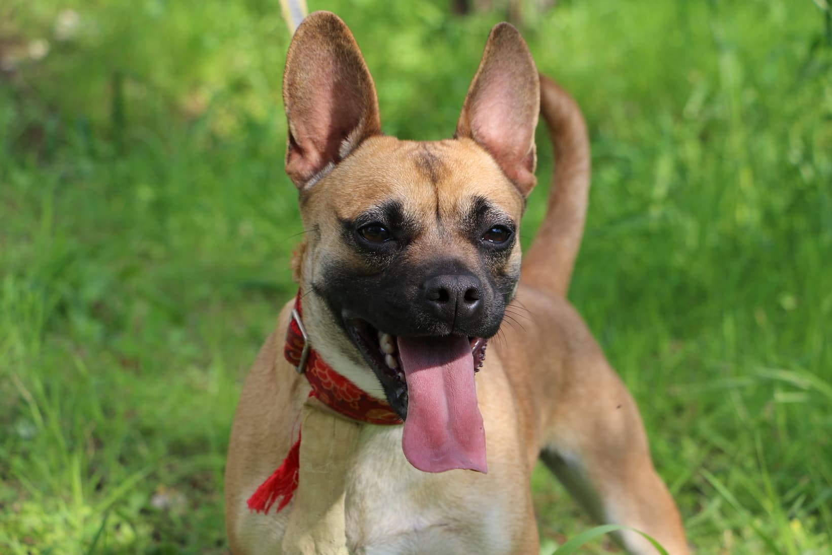 Essential items for welcoming your new dog in Cyprus